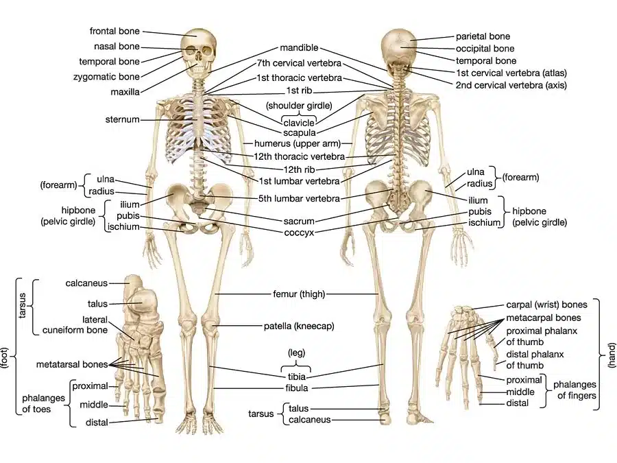 Bones, Joints, And Beyond: A Deep Dive Into Skeletal Health