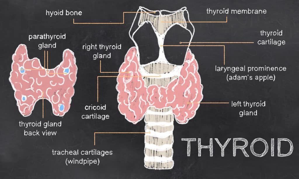 How To Test For Thyroid Issues At Home
