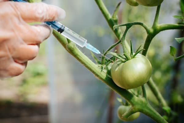 What You Need To Know About GMOs